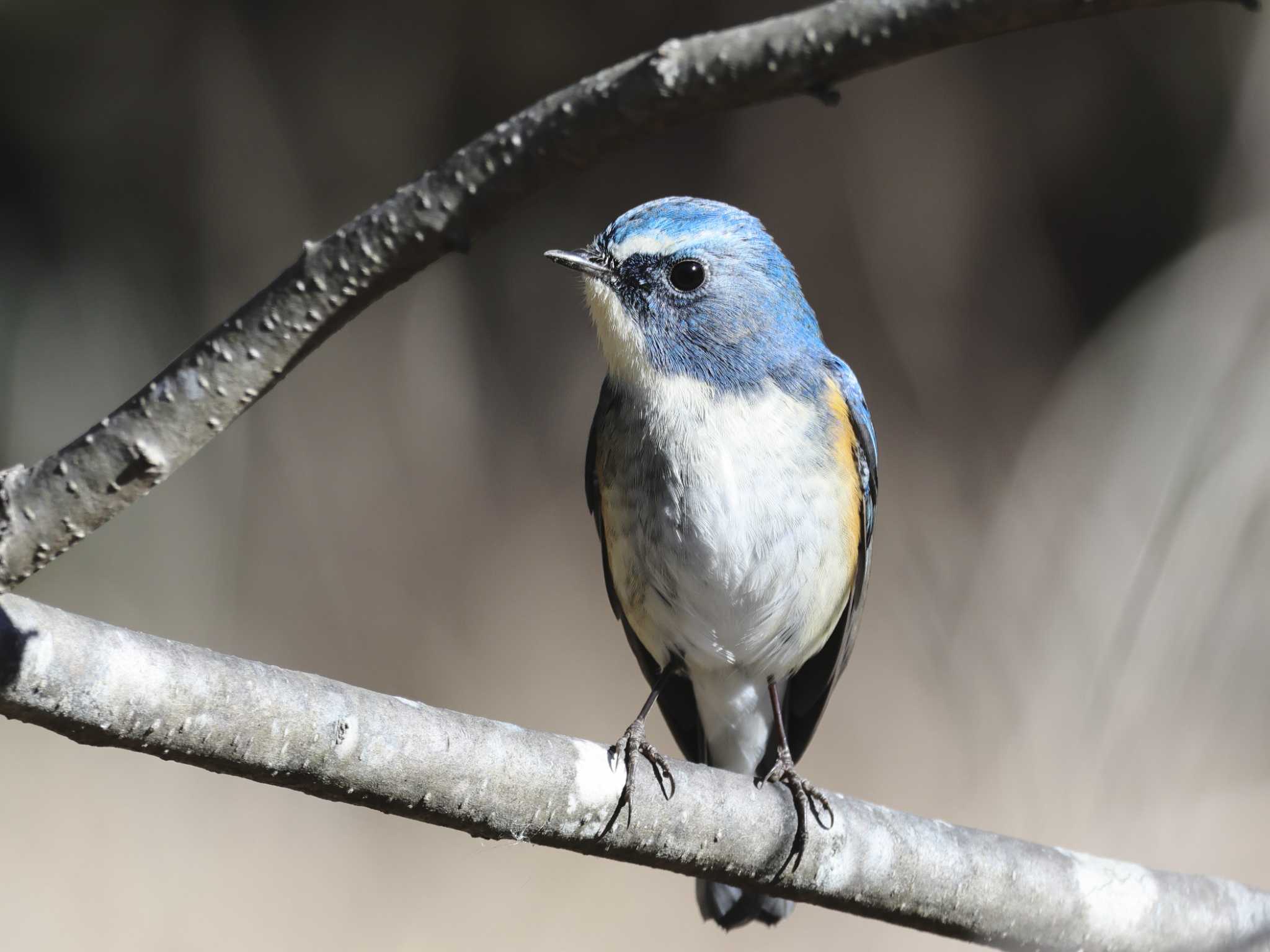 Photo of Red-flanked Bluetail at 大町自然観察園 by ゆづ