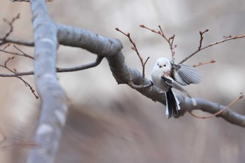 Long-tailed tit(japonicus) 北海道 函館市 東山 Fri, 2/23/2024