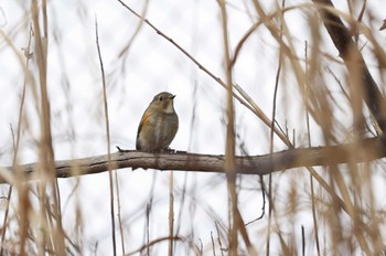 Red-flanked Bluetail 北海道　函館市　函館空港 Fri, 2/23/2024