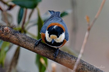 Varied Tit 創造の森(山梨県) Sat, 2/17/2024