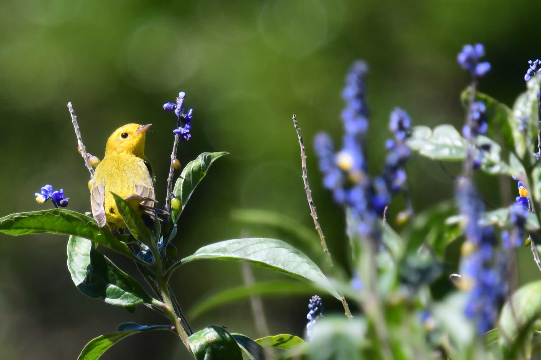 Wilson's Warbler