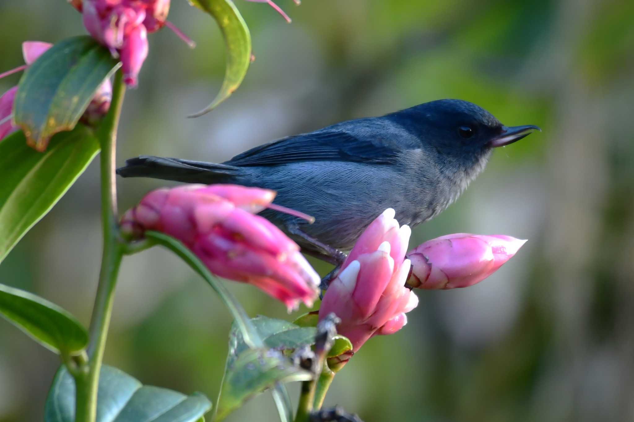 Slaty Flowerpiercer