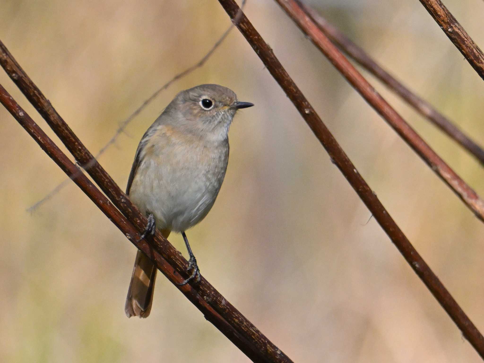 Daurian Redstart