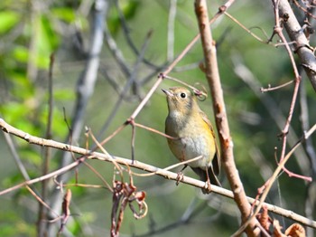 ルリビタキ 馬見丘陵公園 2024年2月11日(日)