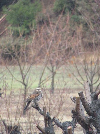 Dusky Thrush 神奈川県横浜市 Fri, 2/23/2024