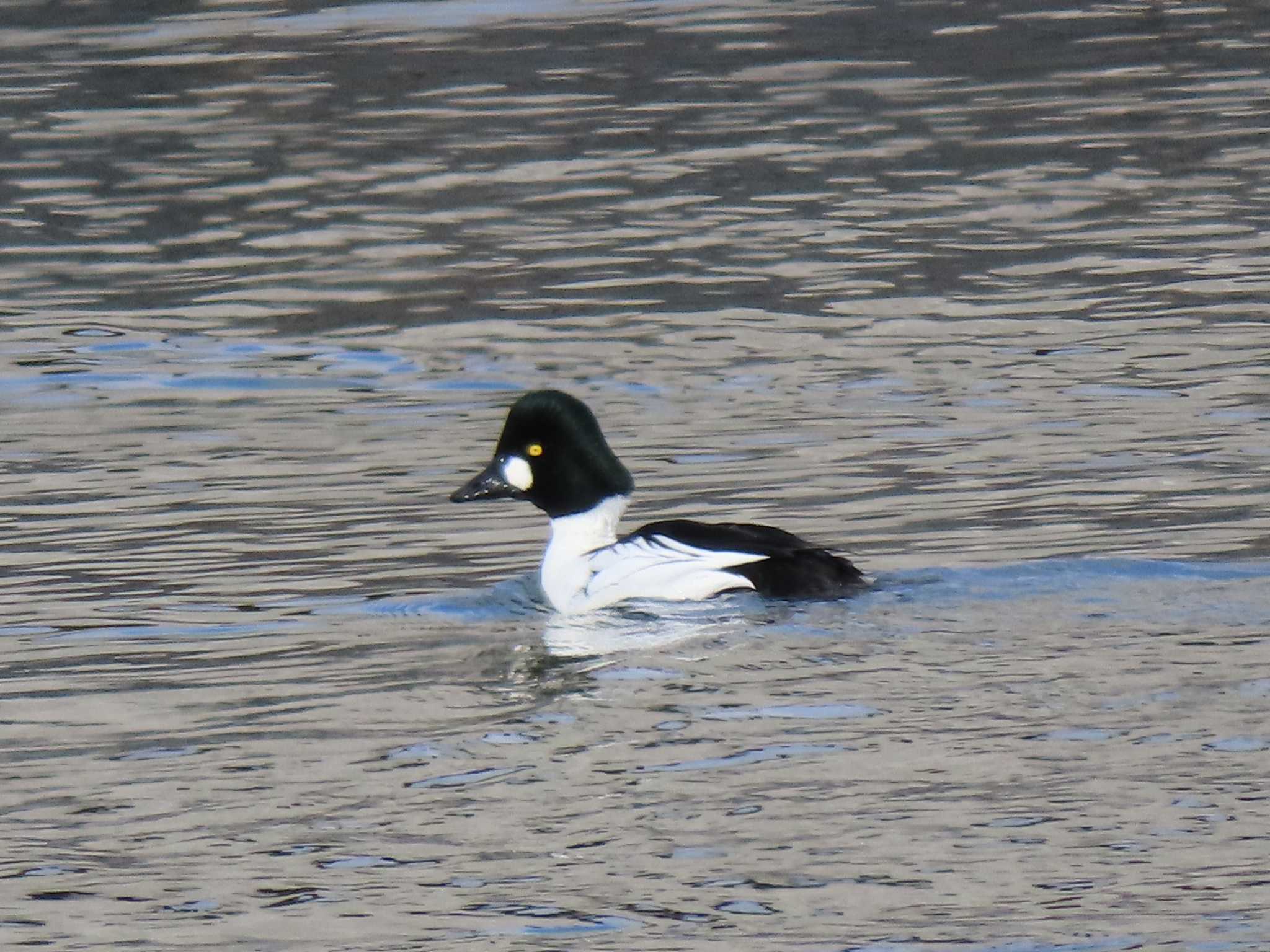 Common Goldeneye