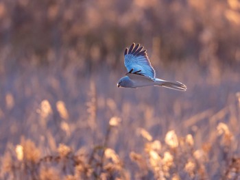 ハイイロチュウヒ 山口県立きらら浜自然観察公園 2024年2月12日(月)