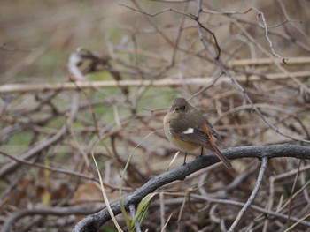 ジョウビタキ 東京港野鳥公園 2024年1月28日(日)