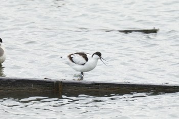 Pied Avocet Unknown Spots Wed, 2/7/2024