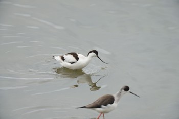 Pied Avocet Unknown Spots Wed, 2/7/2024