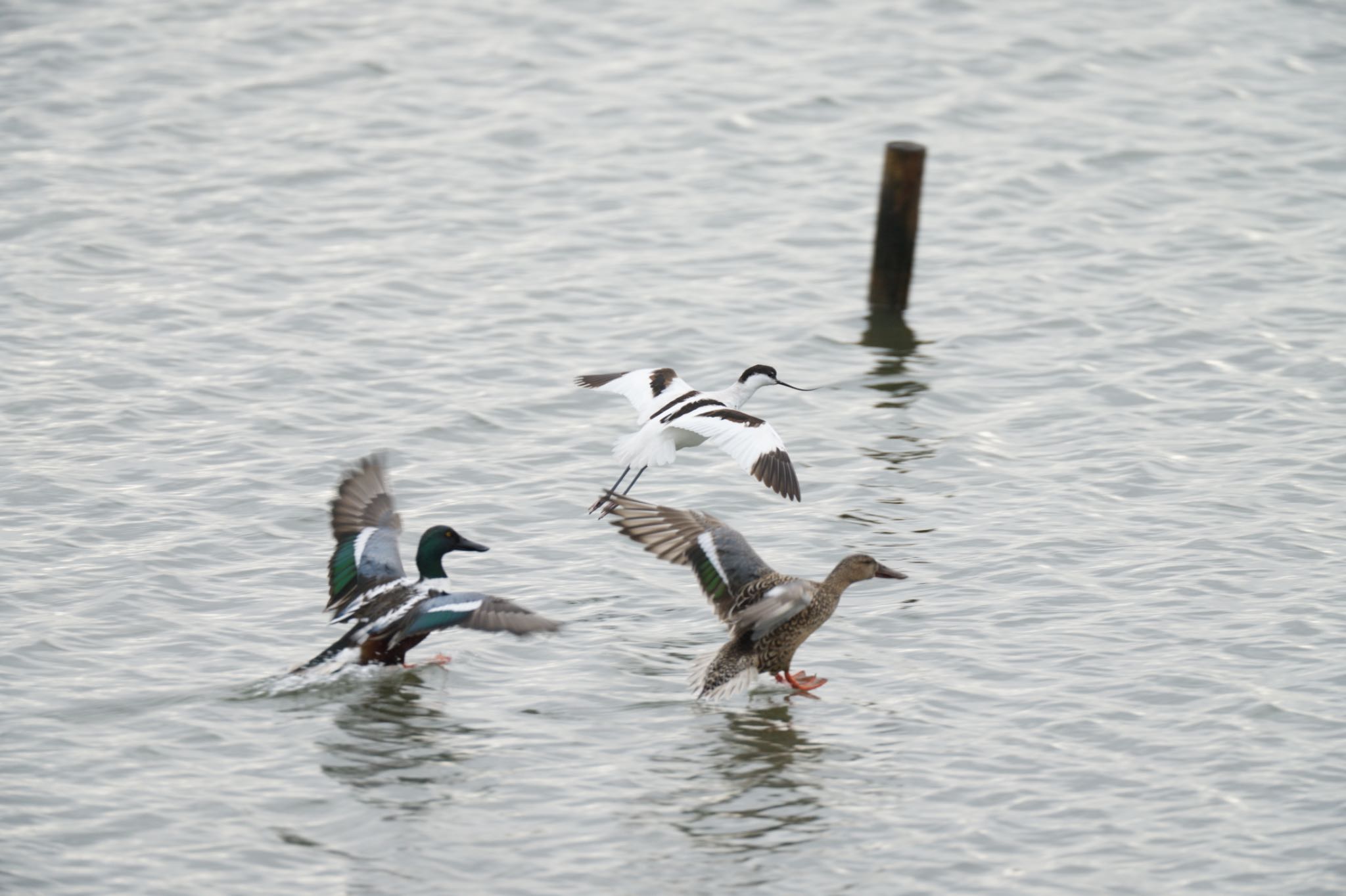 Photo of Pied Avocet at  by アカウント5227