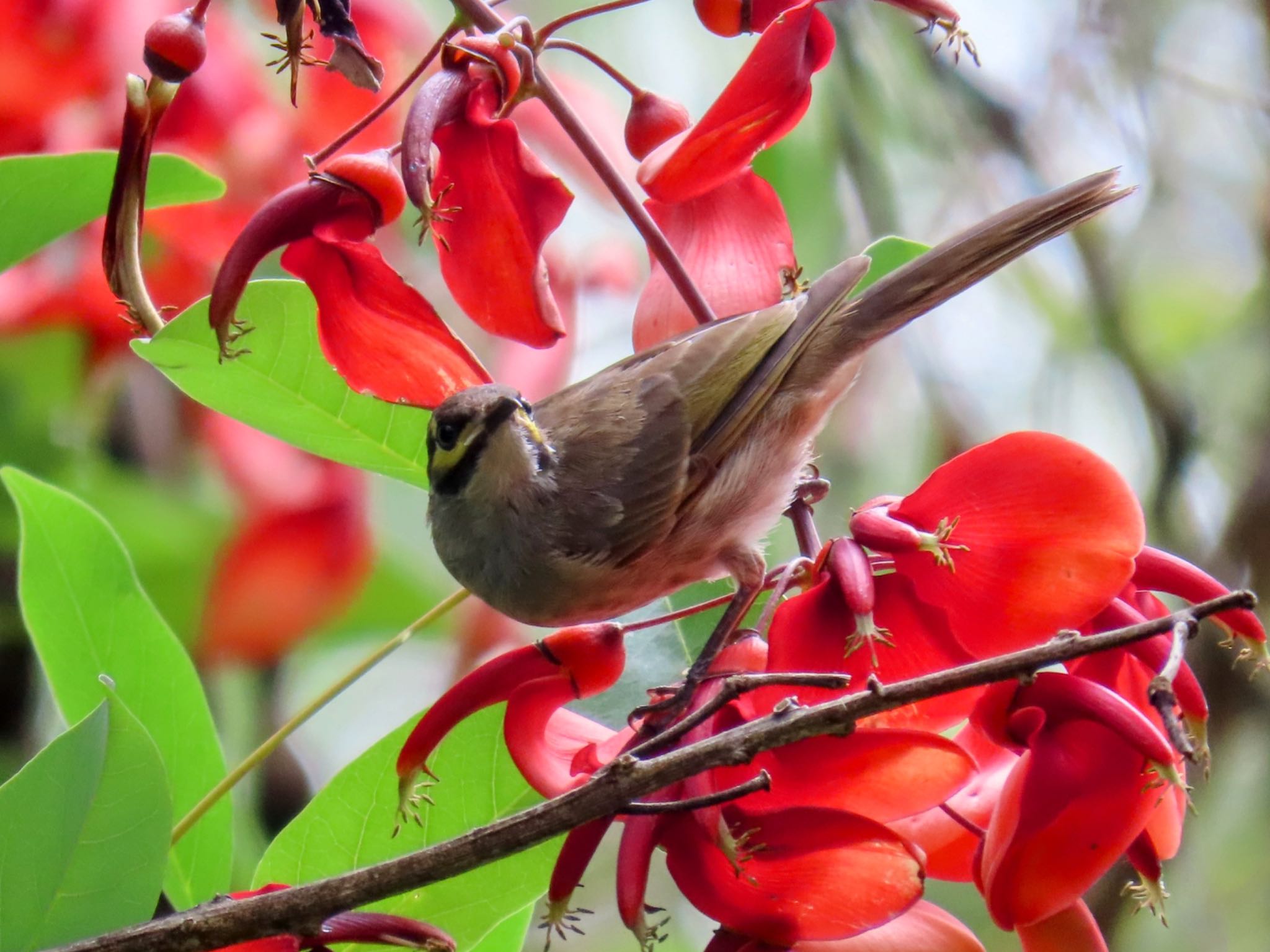 Photo of Yellow-faced Honeyeater at Nurragingy Reserve, Doonside, NSW, Australia by Maki