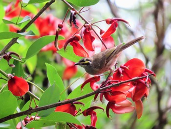 Yellow-faced Honeyeater Nurragingy Reserve, Doonside, NSW, Australia Sat, 2/3/2024