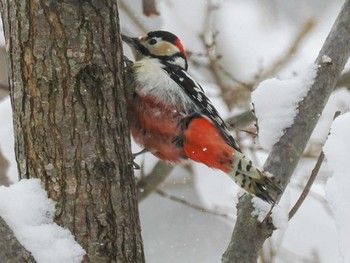 Fri, 2/23/2024 Birding report at 左股川緑地(札幌市西区)