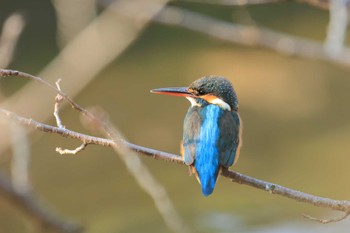 Common Kingfisher 奈良市 Sun, 2/11/2024