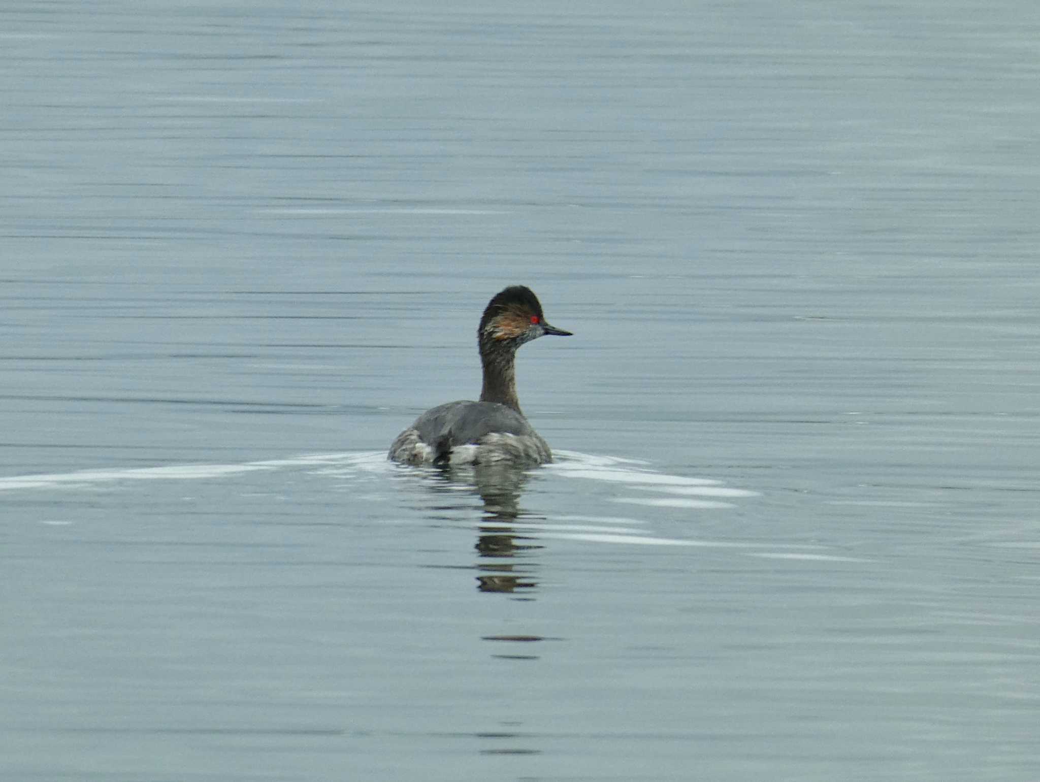 Black-necked Grebe