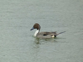 2024年2月23日(金) 甲子園浜(兵庫県西宮市)の野鳥観察記録