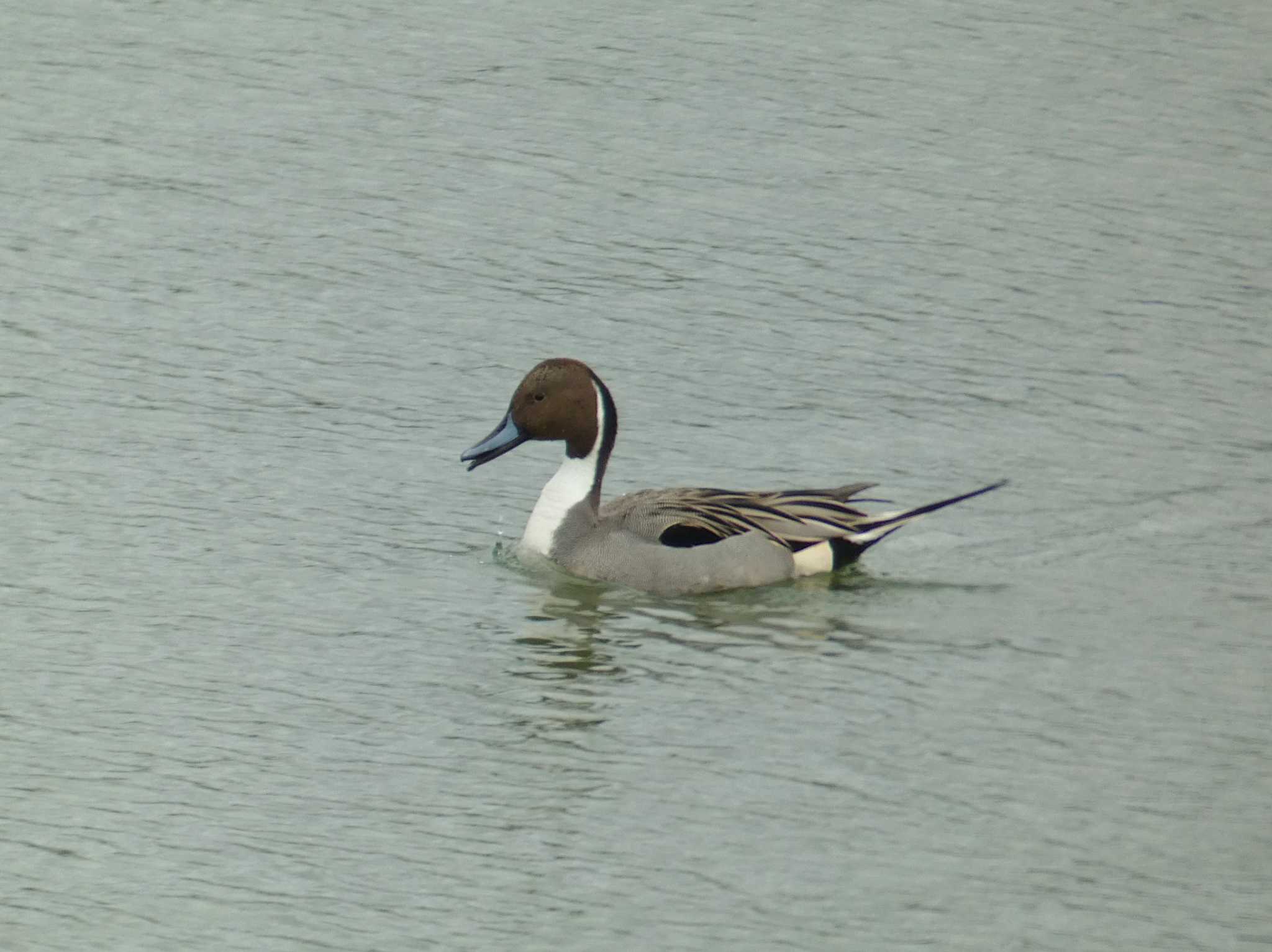 Northern Pintail