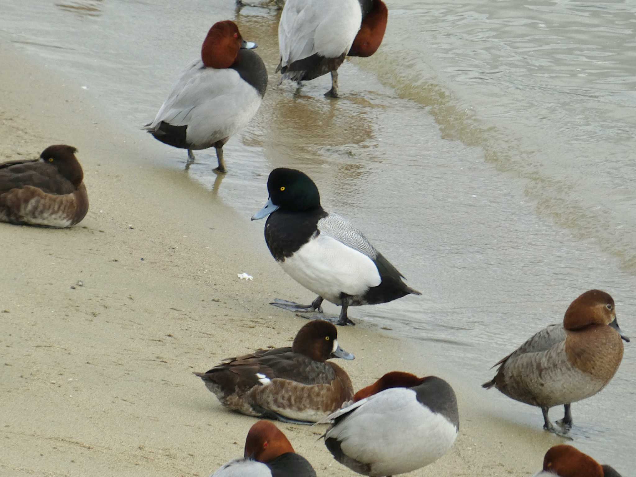 甲子園浜(兵庫県西宮市) スズガモの写真 by Toshihiro Yamaguchi