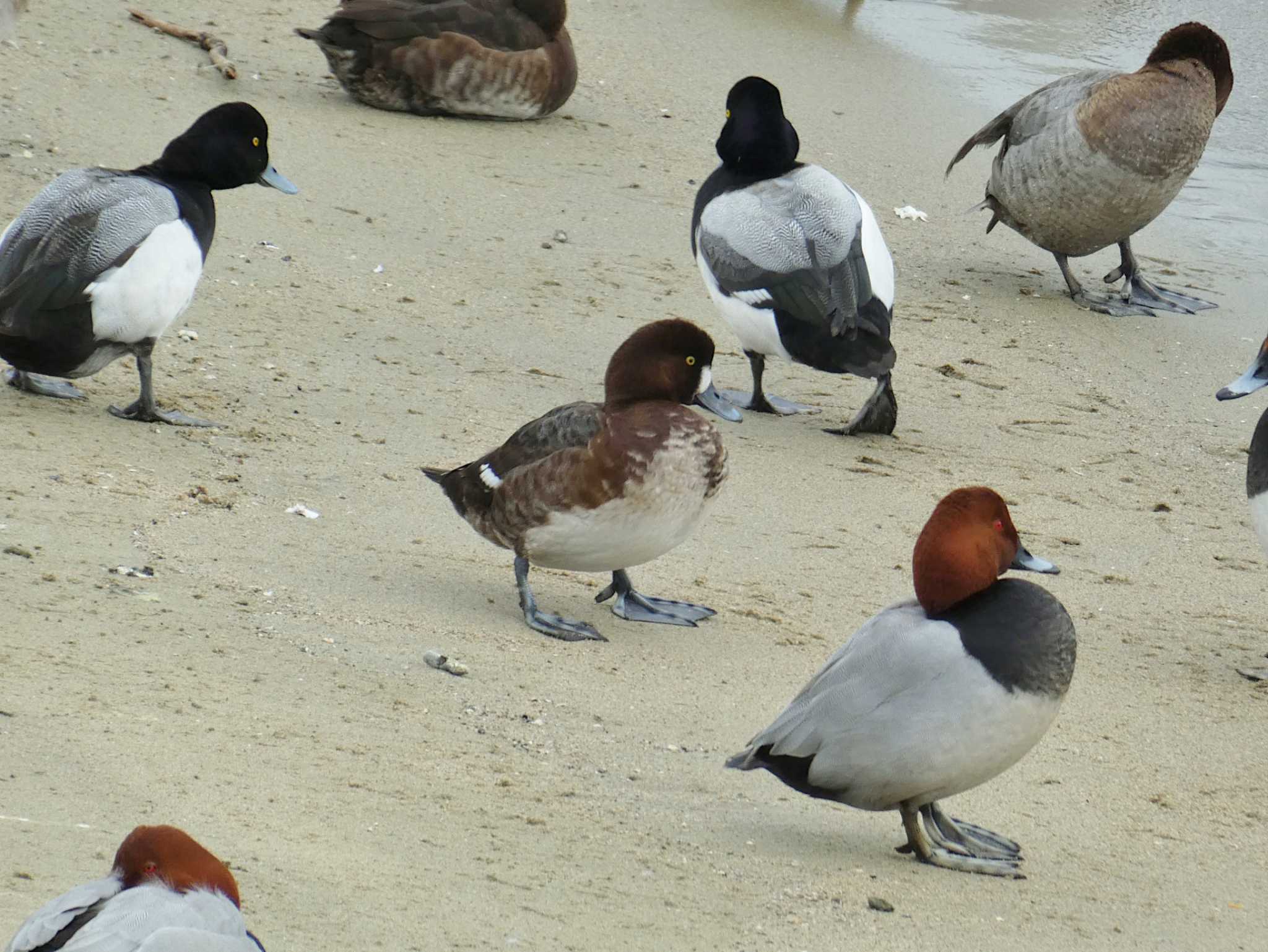 Photo of Greater Scaup at 甲子園浜(兵庫県西宮市) by Toshihiro Yamaguchi