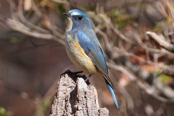 ルリビタキ 小根山森林公園 2024年2月17日(土)