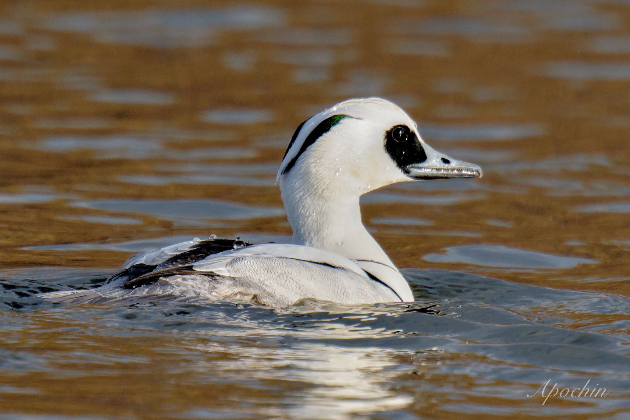 Smew