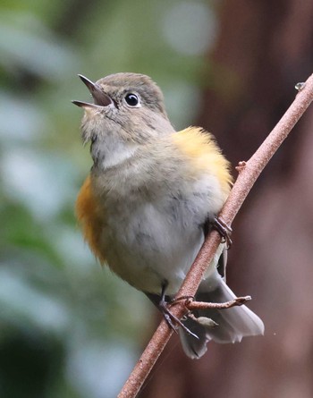 Red-flanked Bluetail Mikiyama Forest Park Fri, 2/23/2024