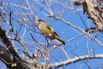 Grey-capped Greenfinch 東京都 Mon, 2/12/2024