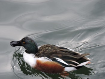 Northern Shoveler Osaka castle park Fri, 2/23/2024