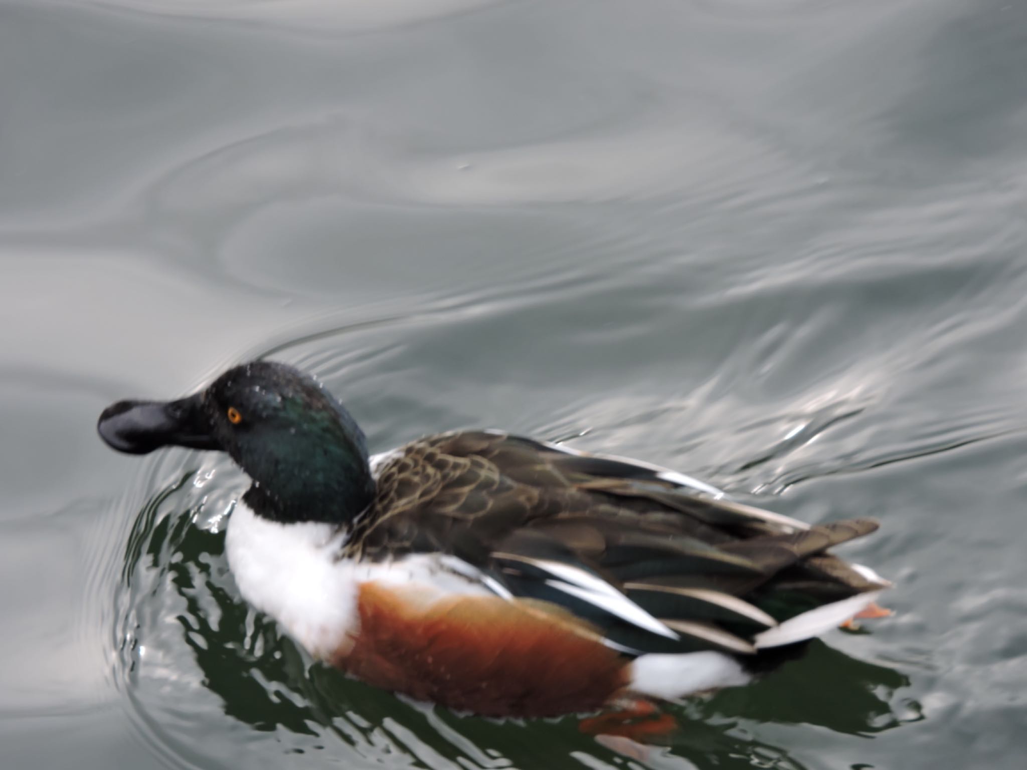 Photo of Northern Shoveler at Osaka castle park by 鉄腕よっしー