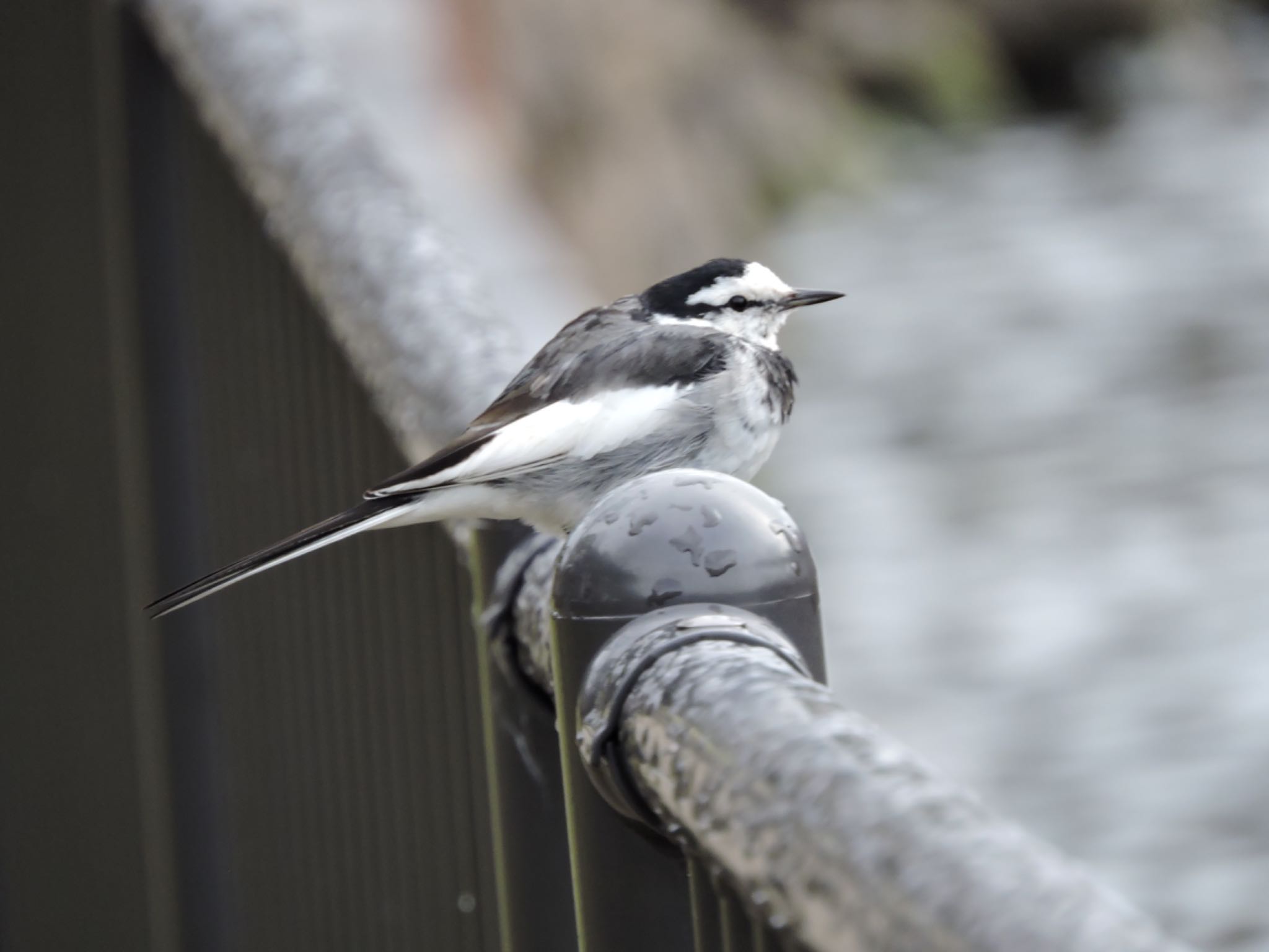 Photo of White Wagtail at Osaka castle park by 鉄腕よっしー