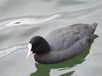 Eurasian Coot Osaka castle park Fri, 2/23/2024