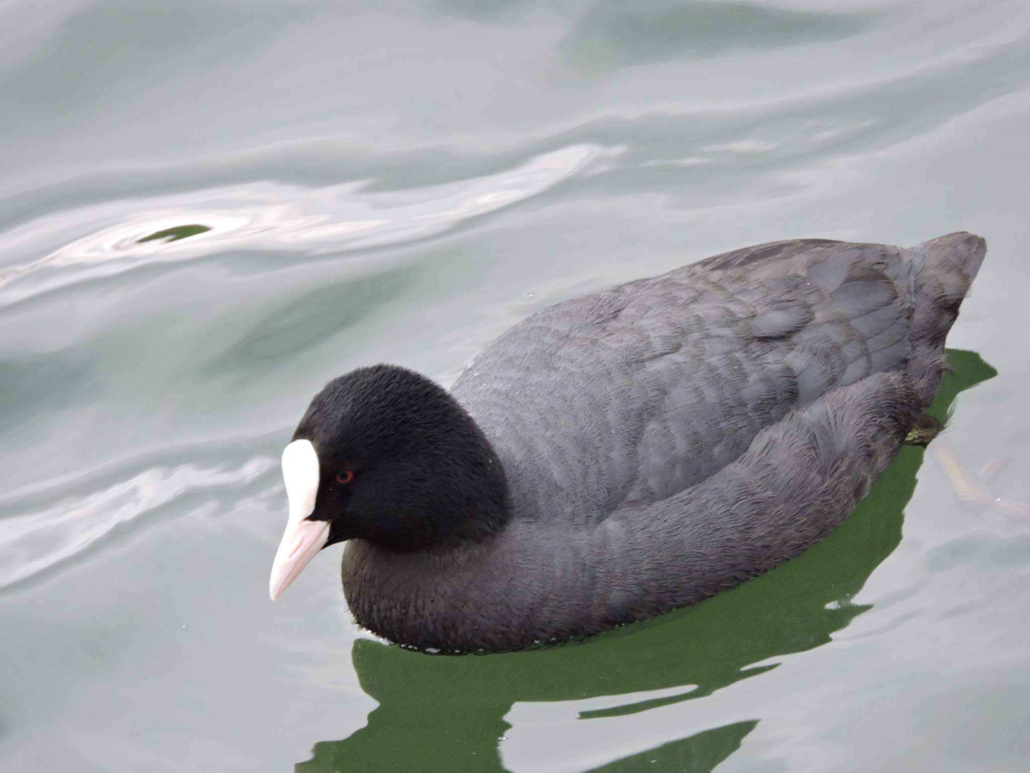 Photo of Eurasian Coot at Osaka castle park by 鉄腕よっしー