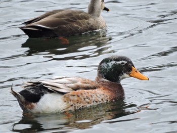 Domestic duck Osaka castle park Fri, 2/23/2024