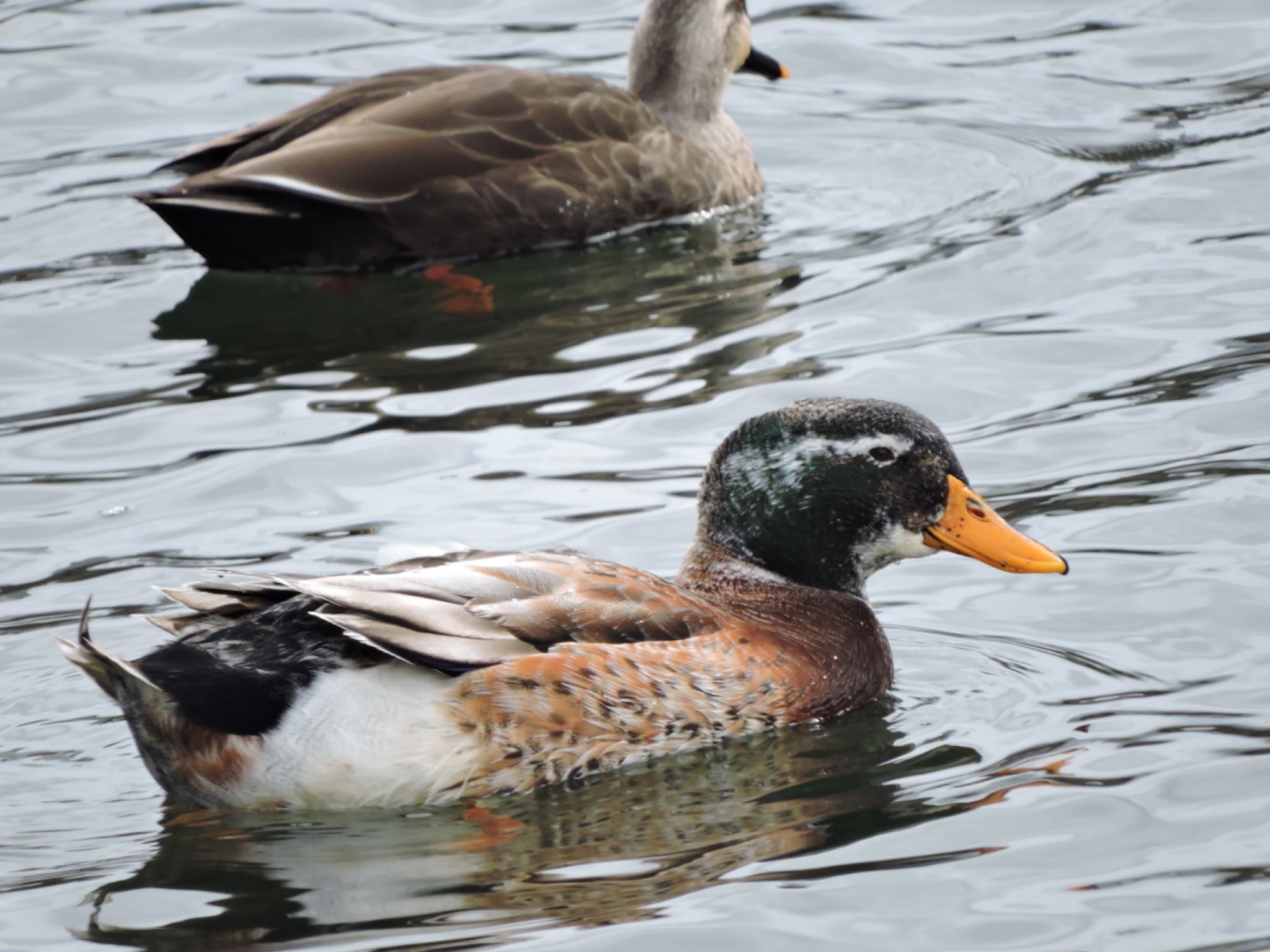 Photo of Domestic duck at Osaka castle park by 鉄腕よっしー