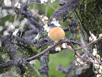 2024年2月23日(金) 大阪城公園の野鳥観察記録