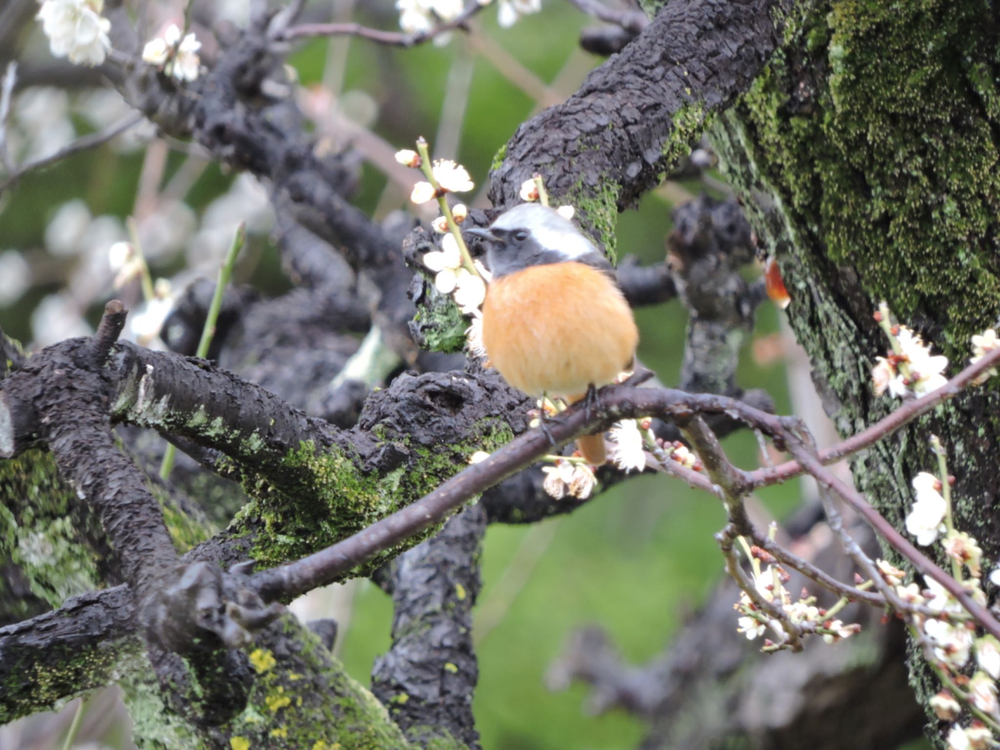 Daurian Redstart