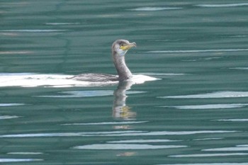 ウミウ 茨城県　那珂湊港 2024年2月12日(月)