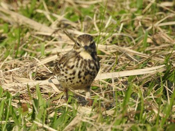 Water Pipit Shin-yokohama Park Tue, 11/27/2018