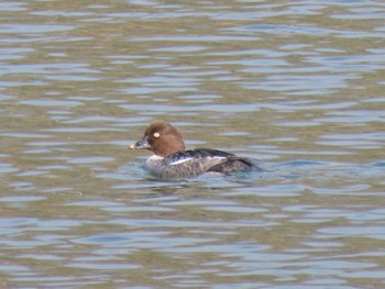 Common Goldeneye 志津川湾 Sat, 2/17/2024