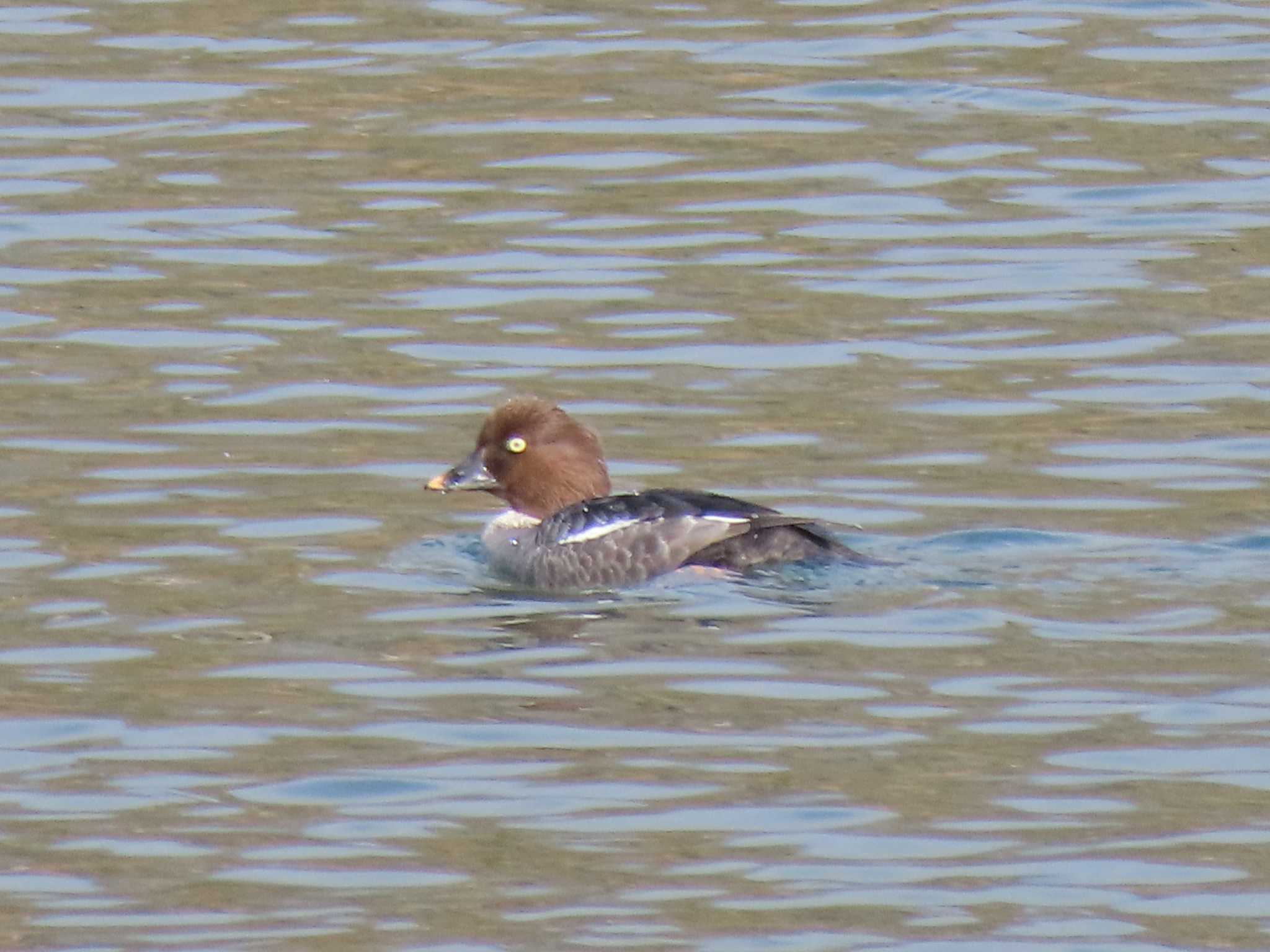 Common Goldeneye