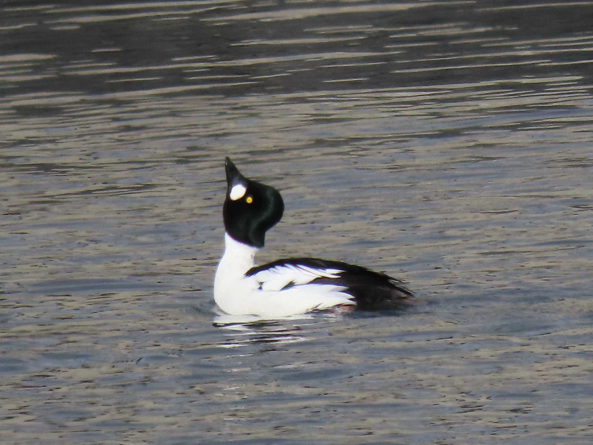 Common Goldeneye