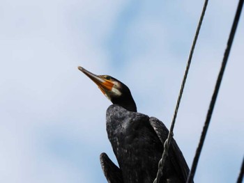 Sun, 9/3/2023 Birding report at 今津干潟