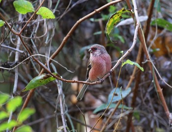 Siberian Long-tailed Rosefinch Hayatogawa Forest Road Sun, 11/25/2018