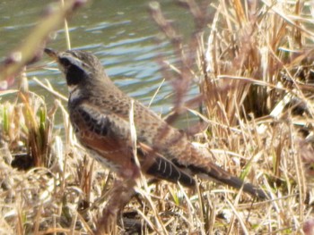 Dusky Thrush 21世紀の森と広場(千葉県松戸市) Sun, 2/18/2024