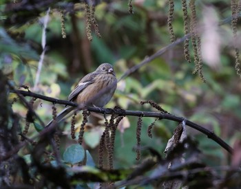 Siberian Long-tailed Rosefinch Hayatogawa Forest Road Sun, 11/25/2018