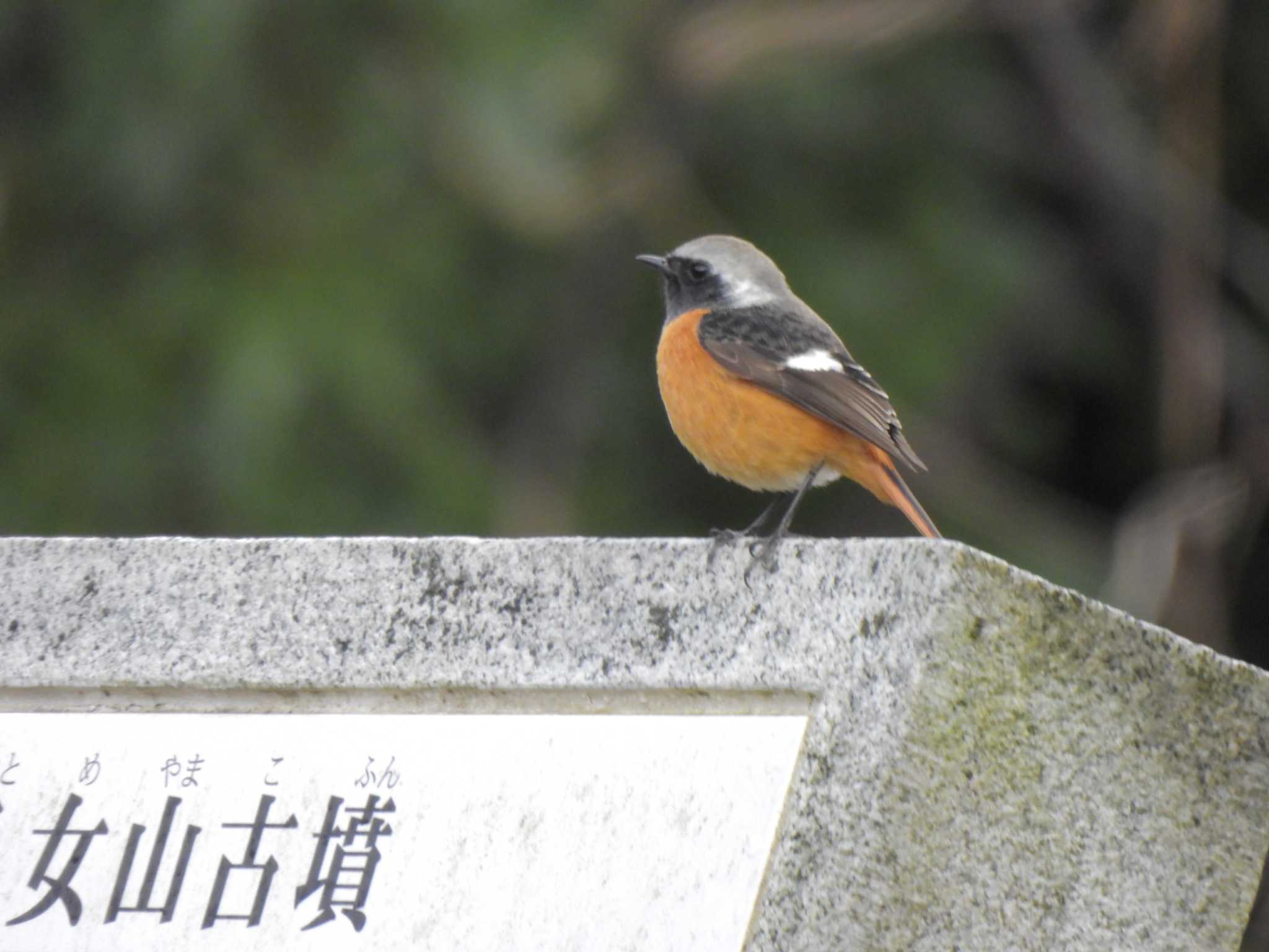 馬見丘陵公園 ジョウビタキの写真 by たわし