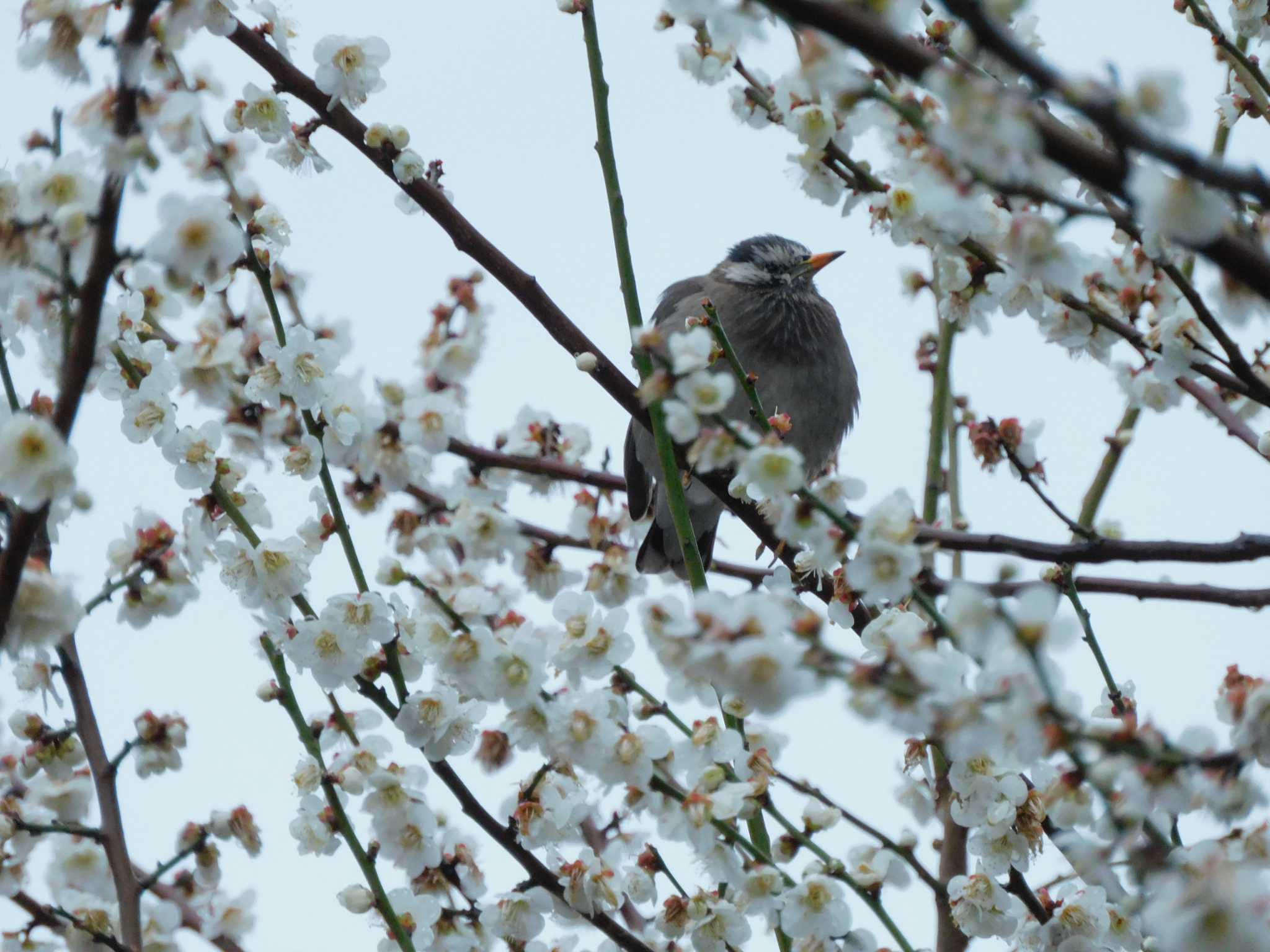 White-cheeked Starling