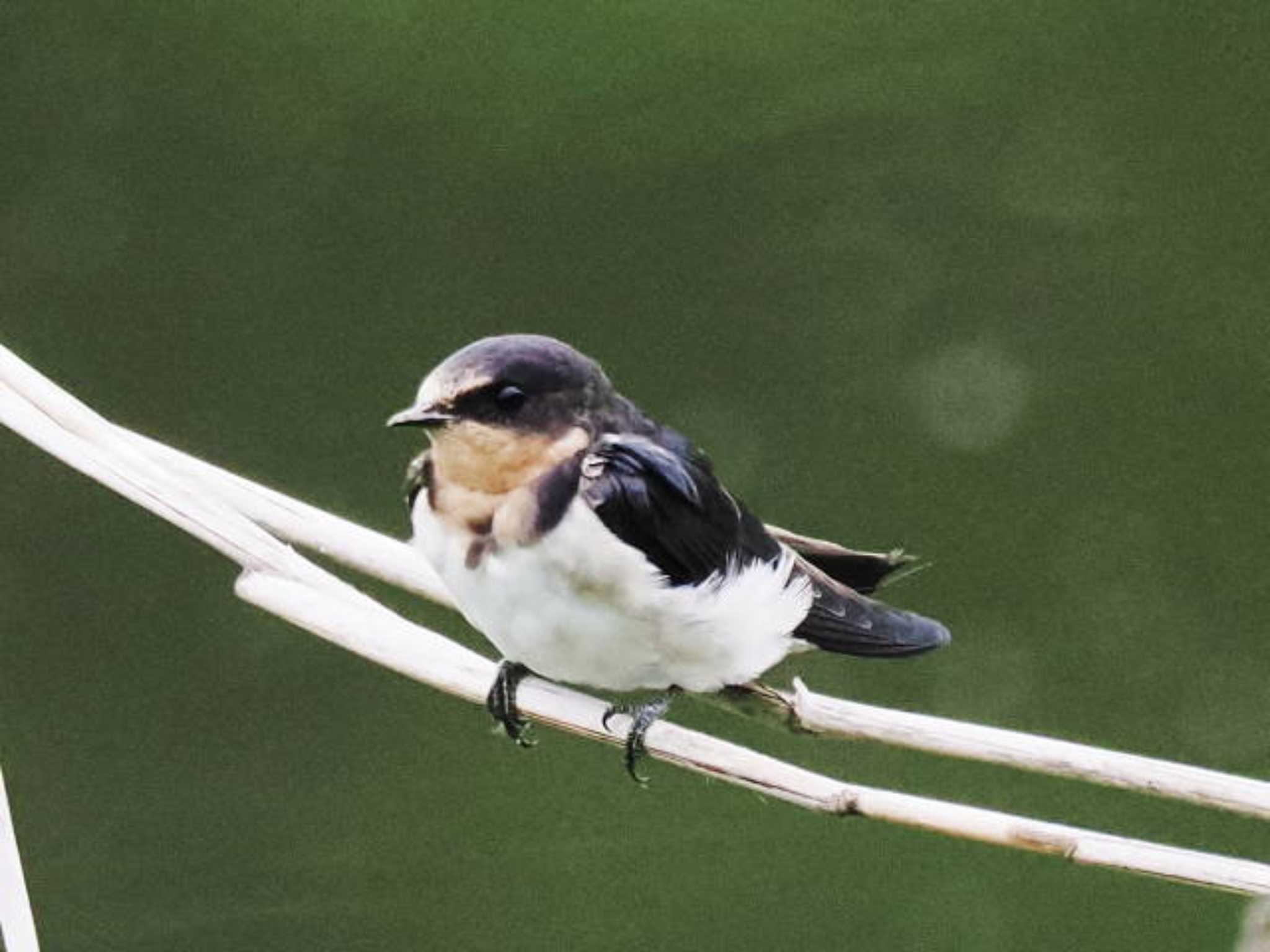 Barn Swallow