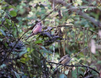 Siberian Long-tailed Rosefinch Hayatogawa Forest Road Sun, 11/25/2018